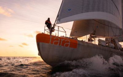 Exposição Matières Plastiques: vidas selvagens